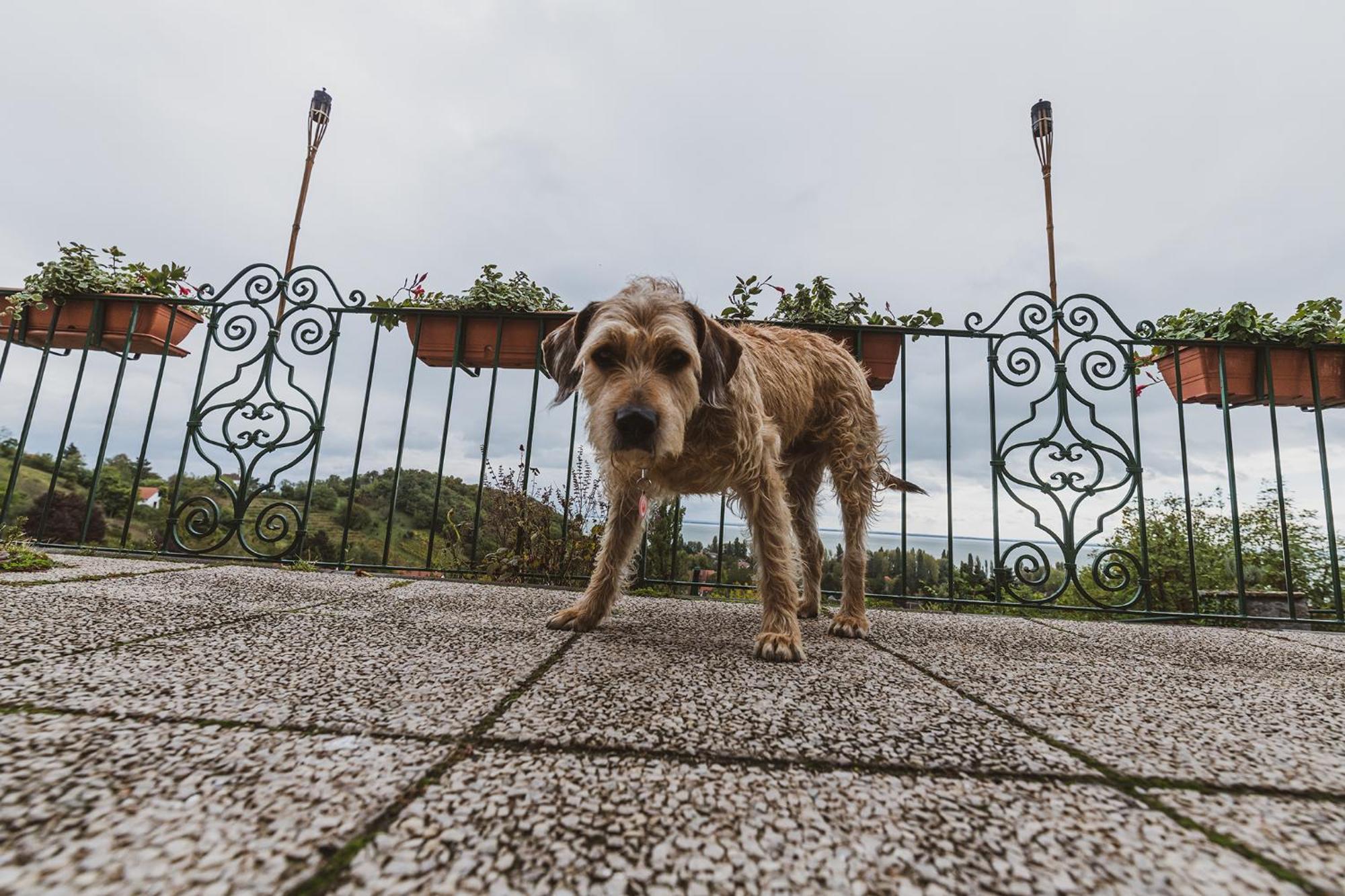 Villa Kabala Szigliget Buitenkant foto